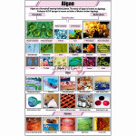 Algae Chart